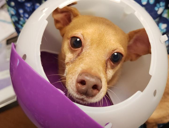 Xrays for Cats & Dogs