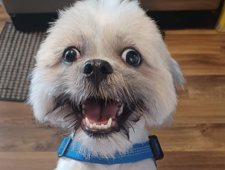 $city Pet Dentist