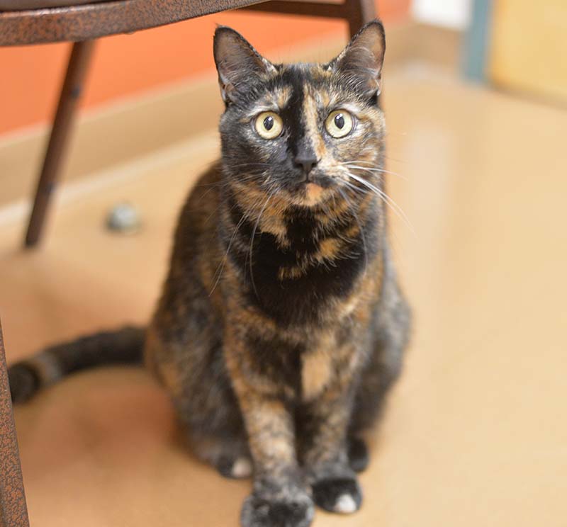 Ambassador Animal Hospital