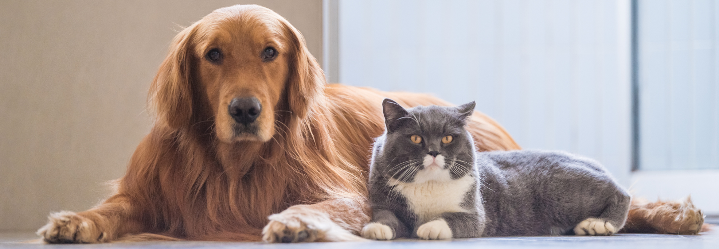 Fayetteville veterinary hospital