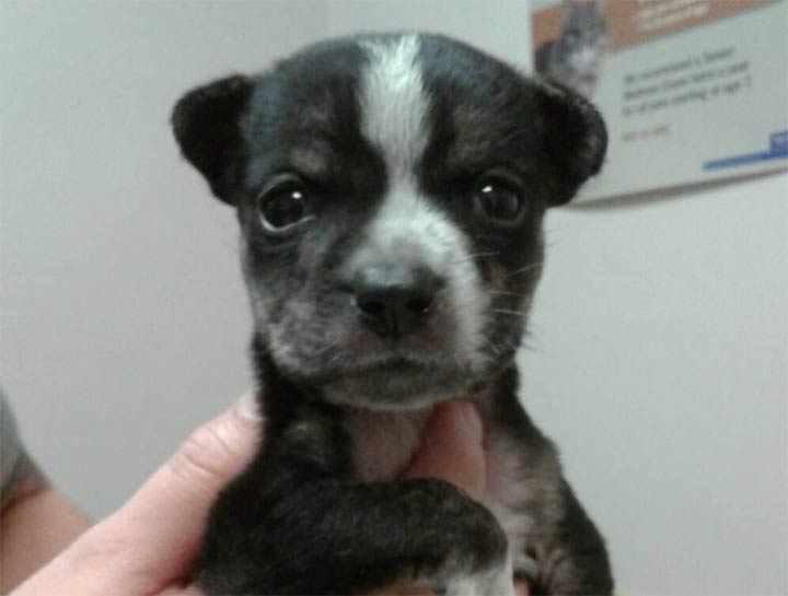 Puppy & Kitten Care 