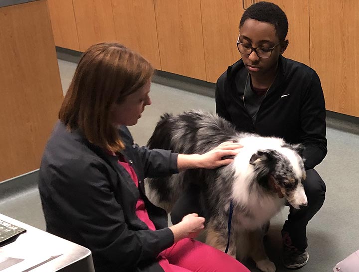 Preventive Care for Dogs